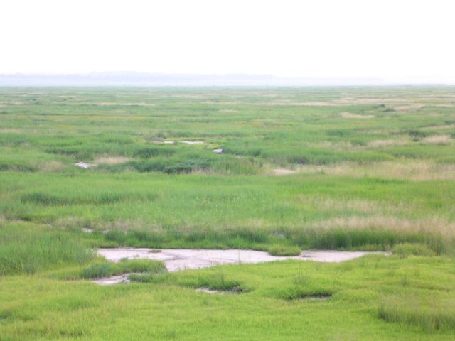 牧草地の中にパッチ状に塩類集積地が見られる