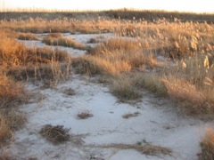 雨の後の塩類集積土壌